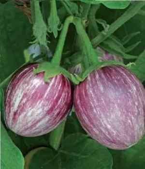 Aubergine Pinstripe F1 Hybrid Seeds